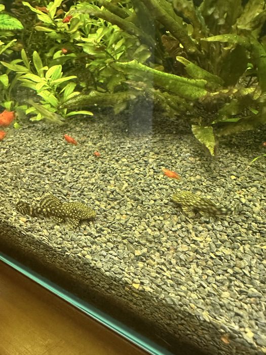 3 ancistrus SP 4/5 cm