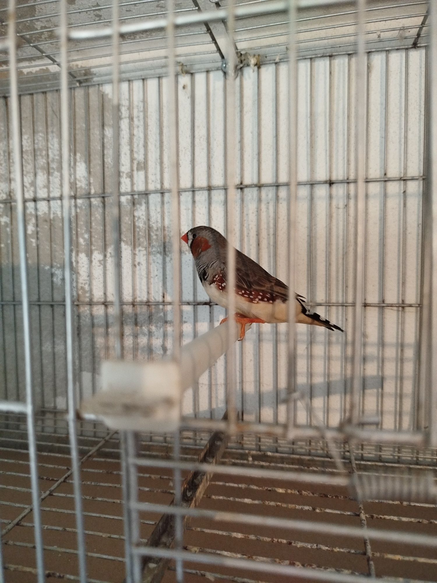 Mandarins bom porte