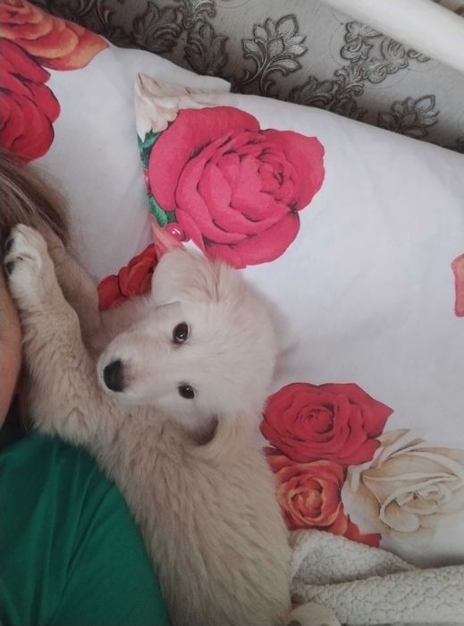 Голден ретрівер щенятка