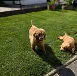 Goldendoodle piesek f1