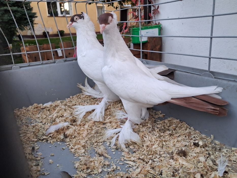 Krymki, krymka polska