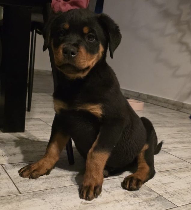 Rottweiler Suczka