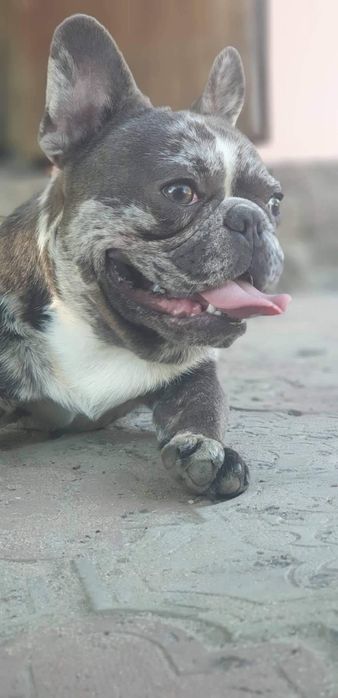 Хлопчик мерль французький бульдог