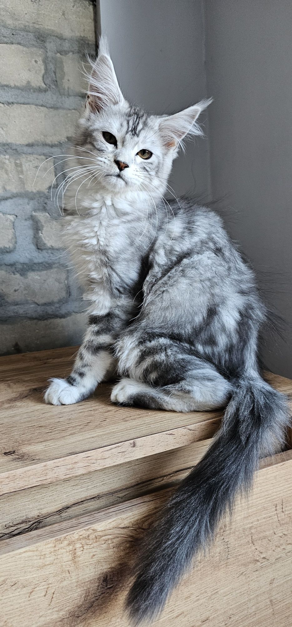 Maine coon koteczka rodowód FPL