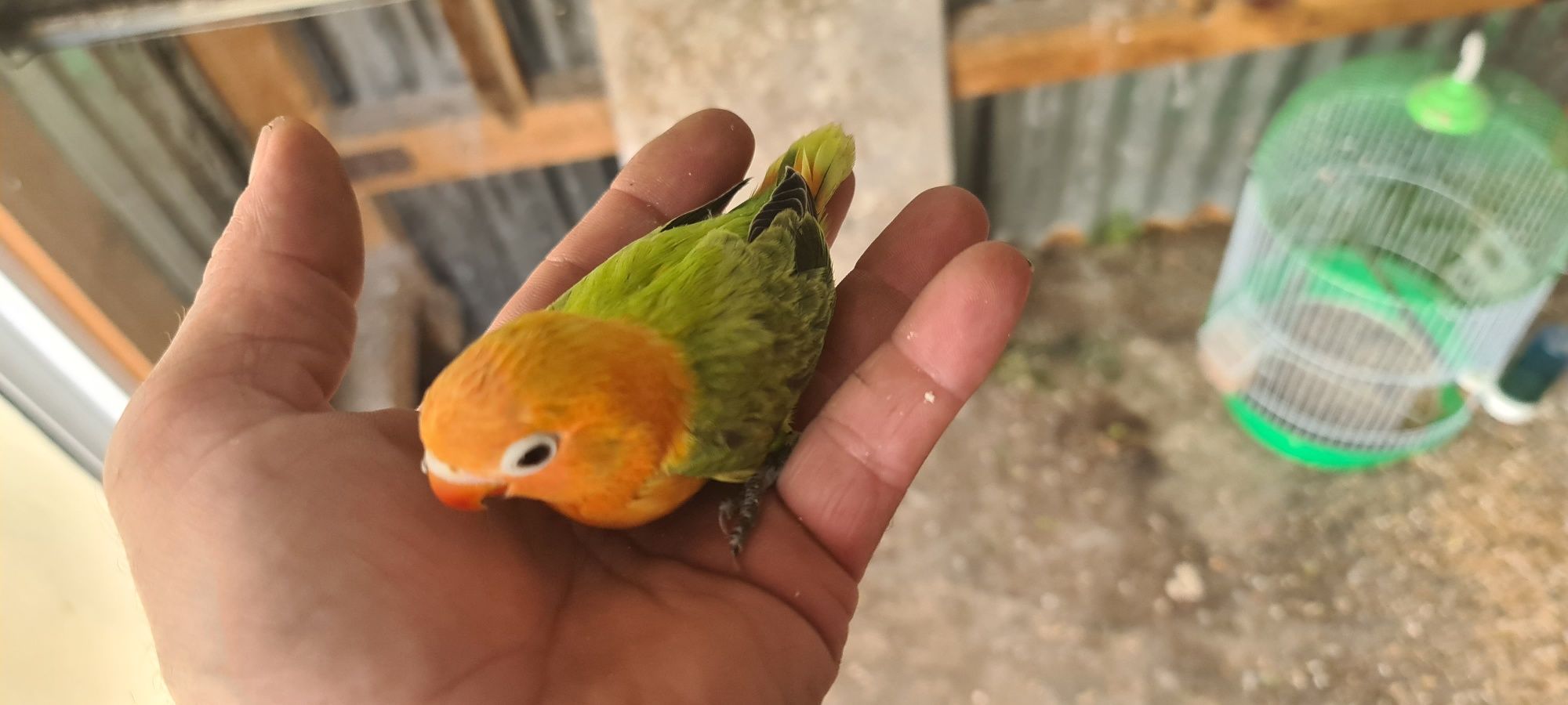 Agapornis fischiers