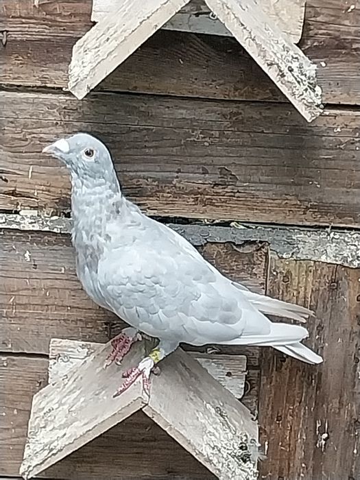 Golebie pocztowe z rozplodu