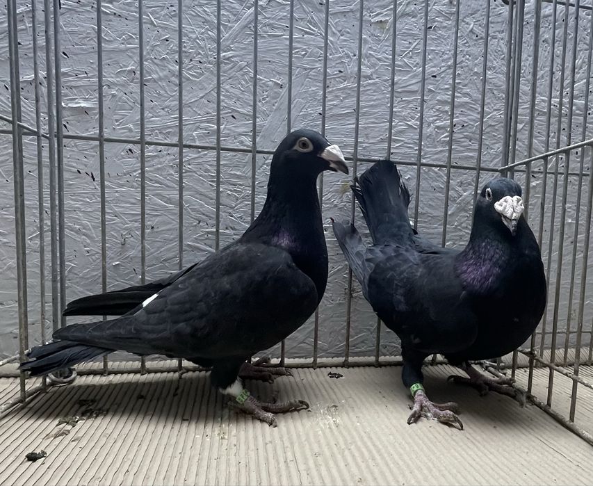 Golebie staropolskie