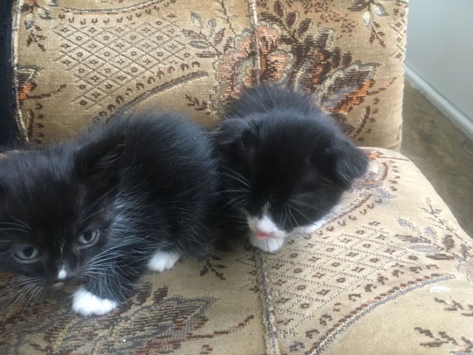 Одам за символічну ціну