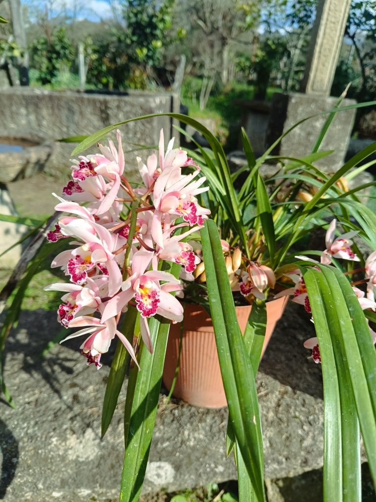 Vaso de orquídeas