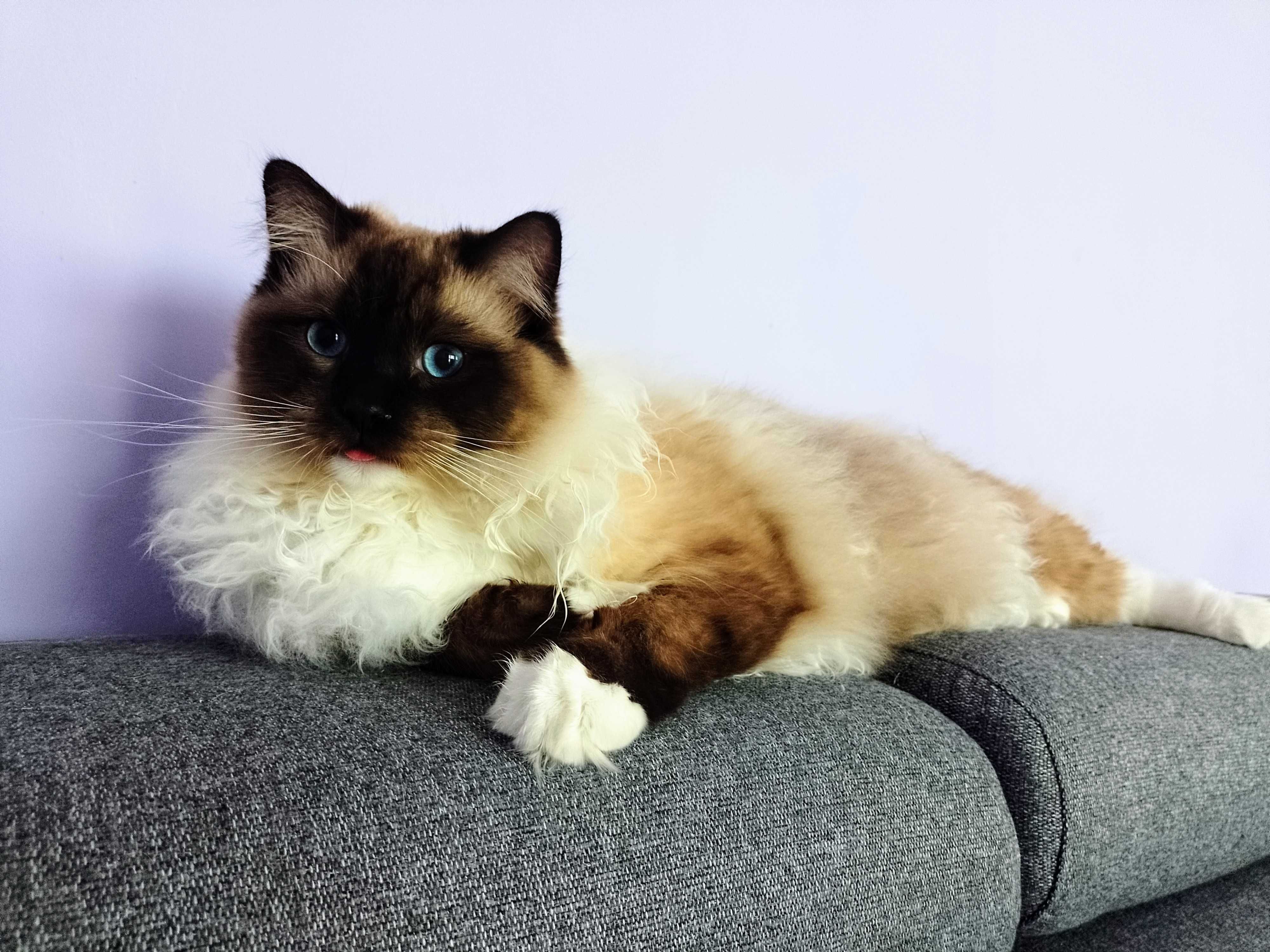 Roczny Ragdool, kocurek seal mitted