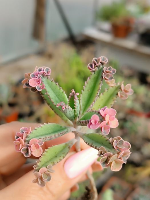 Каланхое"рожеві метелики" (розовые бабочки)pink butterflies 20-50грн