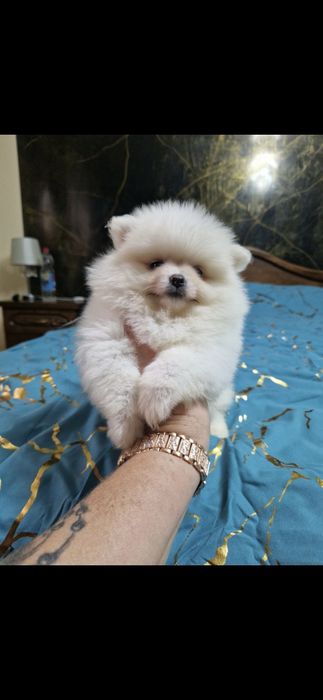 Szpic miniaturowy Pomeranian Boo 2xszczepienia legowisko I wyprawka