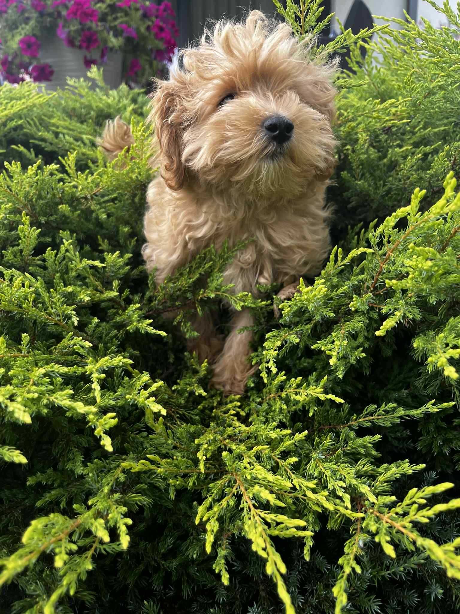 Maltipoo, śliczny.malutki. m Maltanczyk t Red Toy