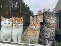 Kotełki do adopcji