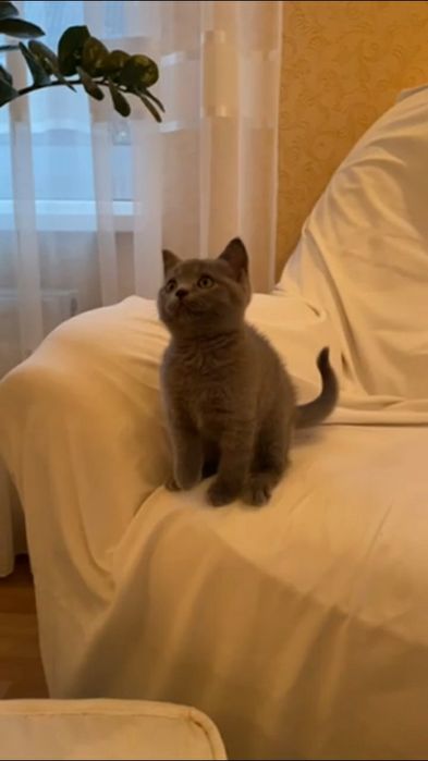 Прямовухі кошенятка  дівчатка