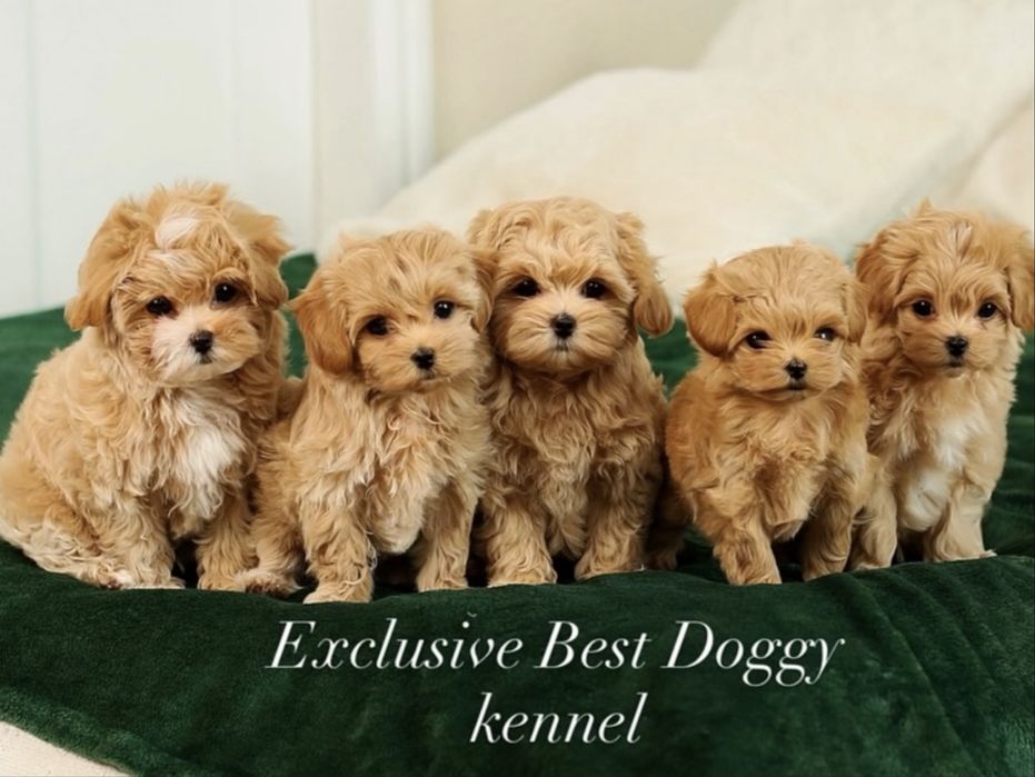 Цуценята мальтіпу ф1.  Шикарні VIP міні мальтіпу 3 і 3.5 міс. Мальтіпу