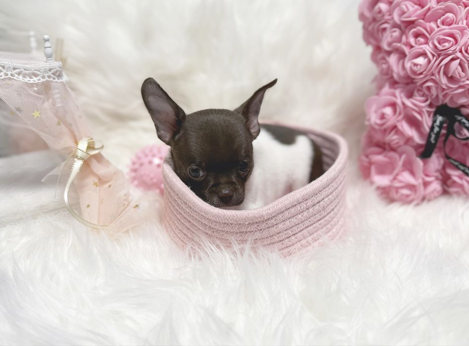 Chihuahua choco&white piesek