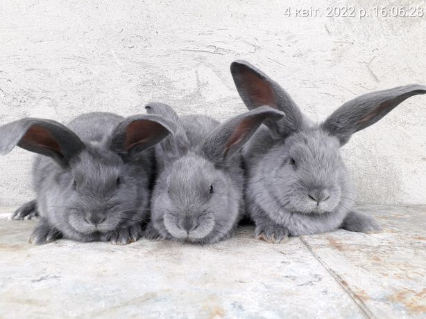 Кролики молодые 2-3 месяца молодняк кроли крольчата кроль крольчиха