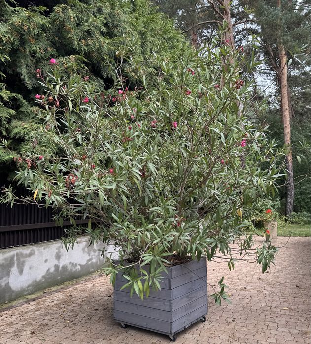 Oleander kwitnący na różowo