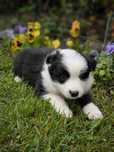 Border collie ZKWP FCI suczka czarno biała