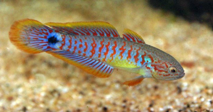 Głowaczyk Barwny rybki akwariowe rybka ryba ryby