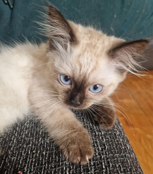 Kot brytyjski/ragdoll 3 miesiące