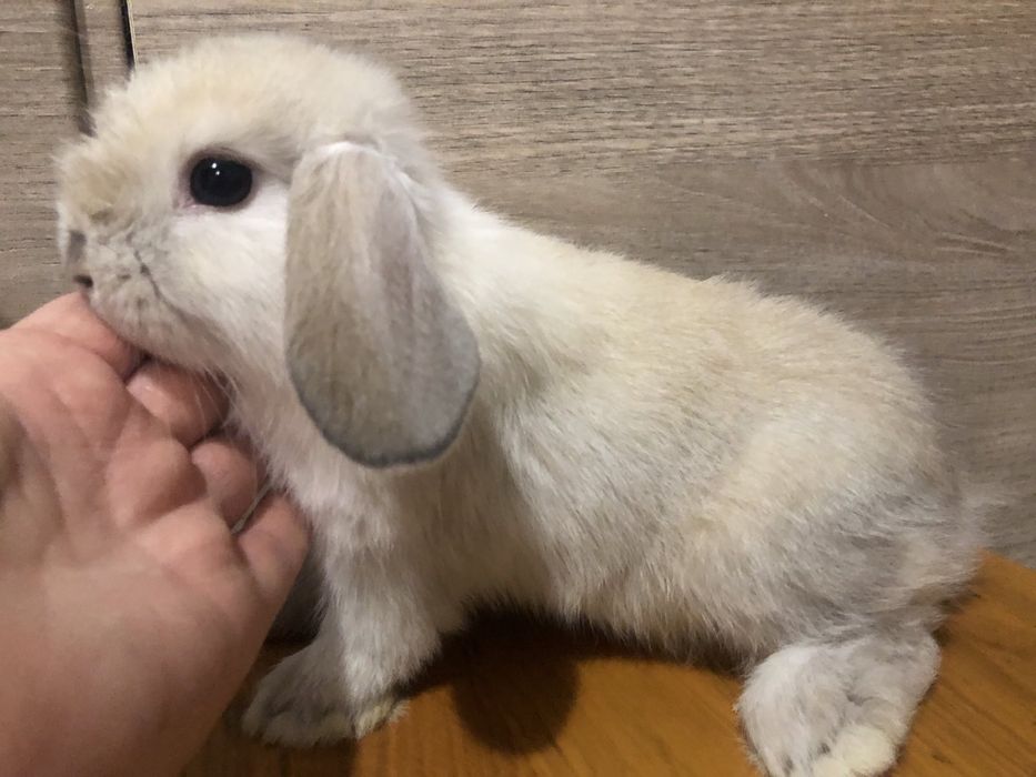 Висловухий кролик МініЛоп в типі Тедді