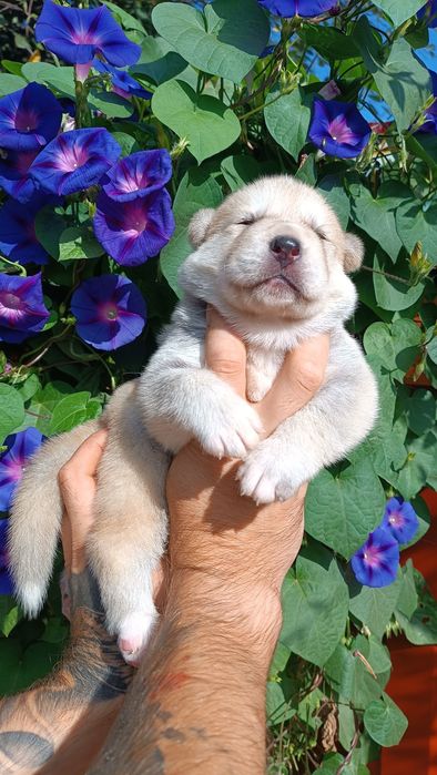 Симпатичні - акіта!