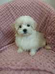 Suczka malshi,  maltanczyk shih tzu