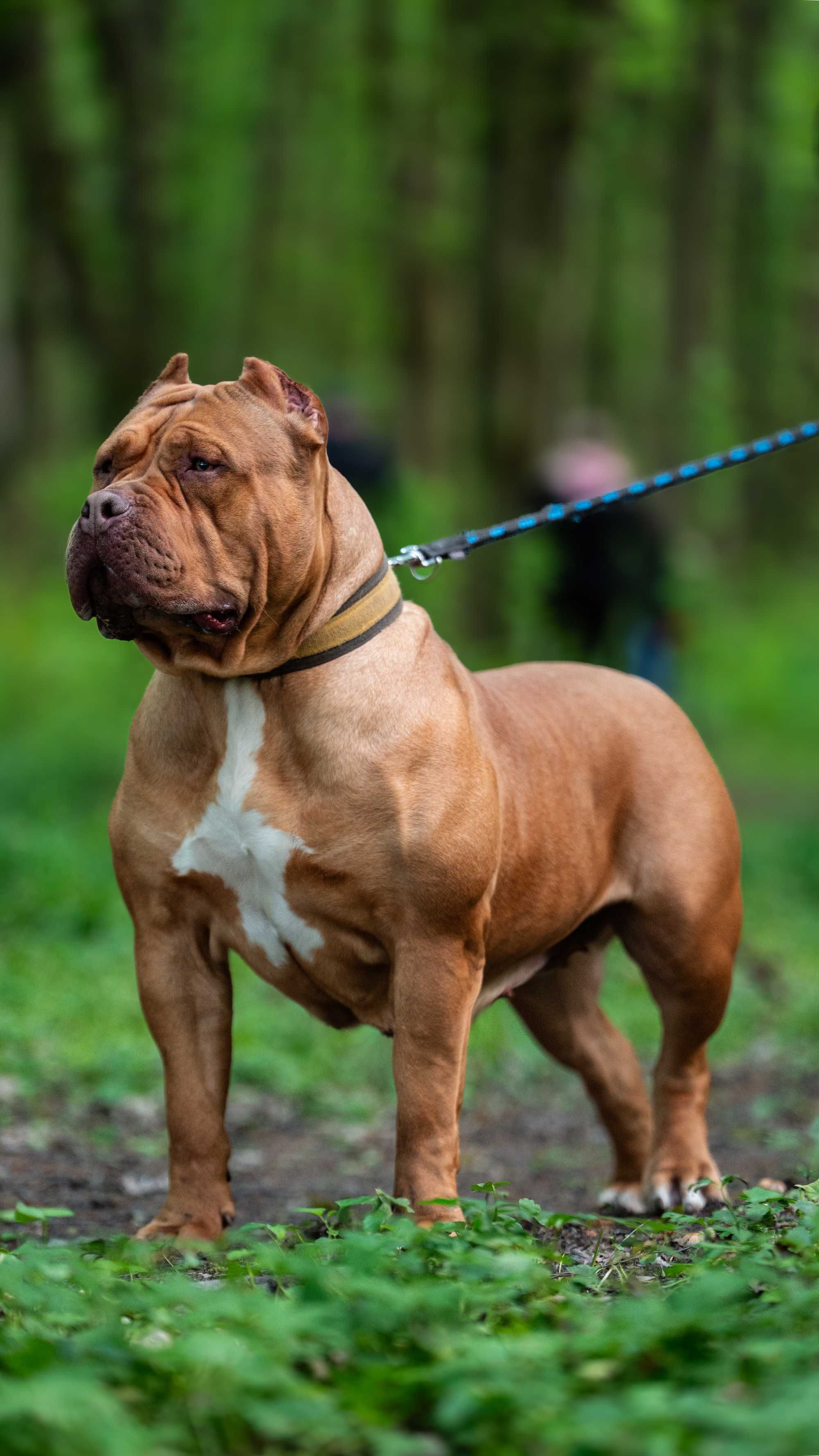 Mocny Samiec Fawn 8 tygodni Bullies Minds
