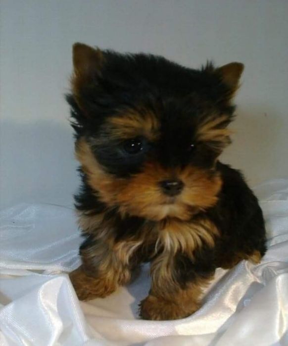 York mini - GRUDZIEŃ odbior