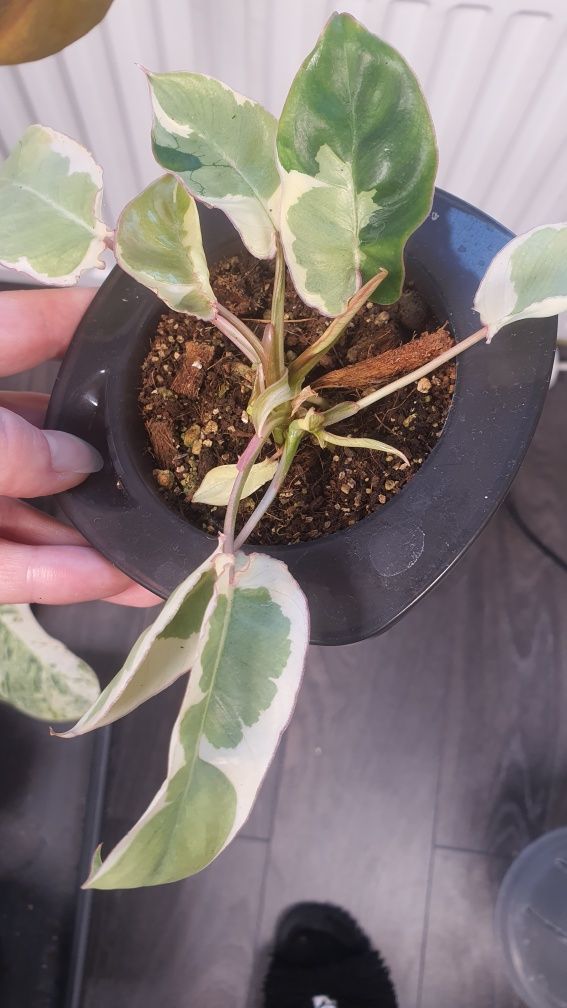 Philodendron burle marx lava variegata