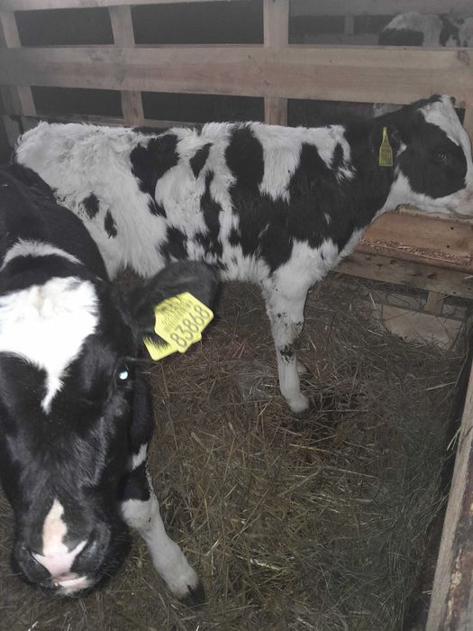 Byczki cielaki sprzedam