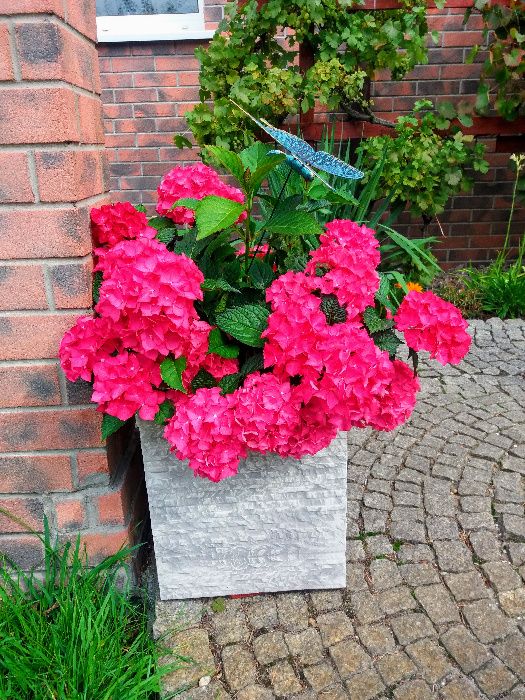 piękny komplet donic betonowych "łupek" - nowość !!!