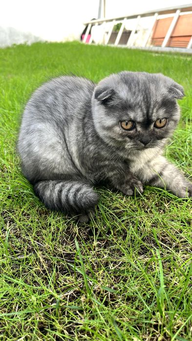 Gatinha "Scottish Fold"