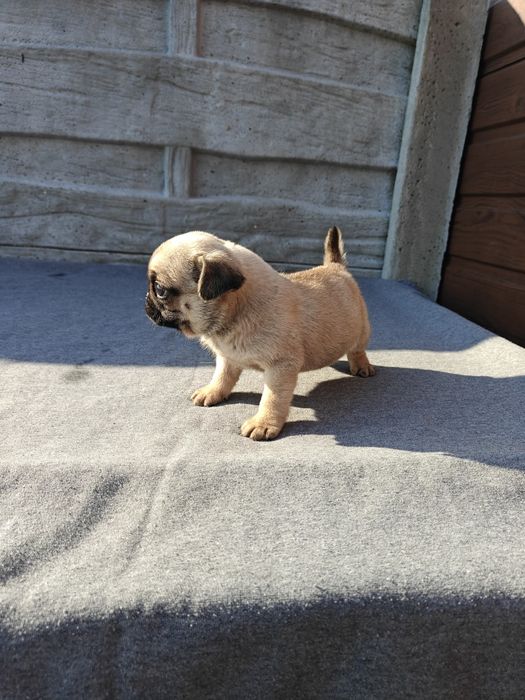 Sprzedam śliczną sunie Mops