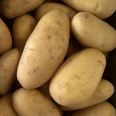 Продам картоплю (картошку) чіпсову Опал. Також Гренада, Констант