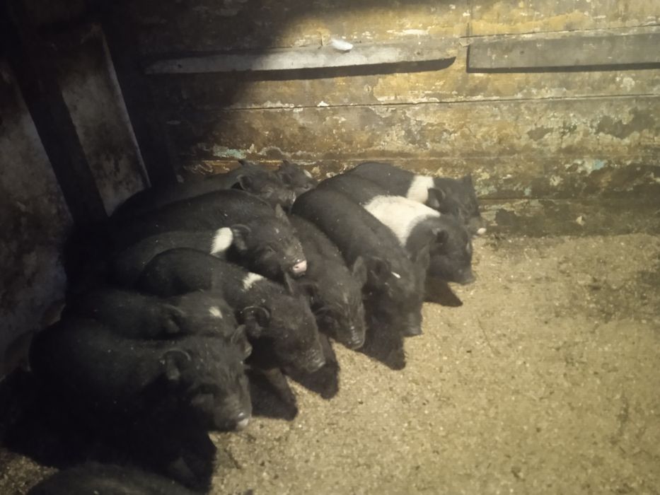 Вьетнамские поросята