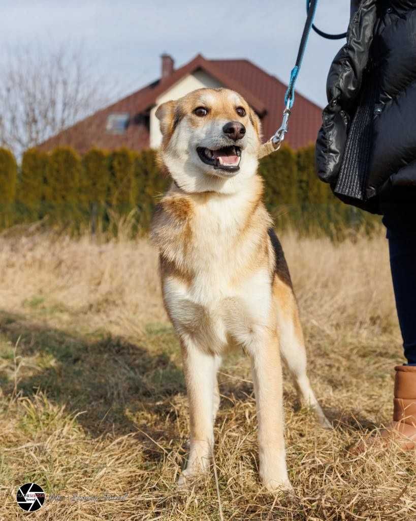 Mądry, wesoły i gotowy na nowy start – Miki szuka domu!