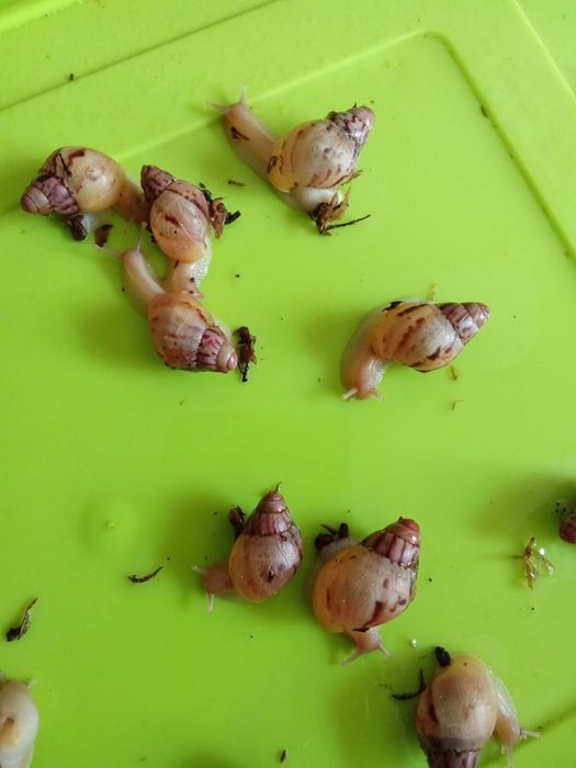 Улитята ахатина зензибарики