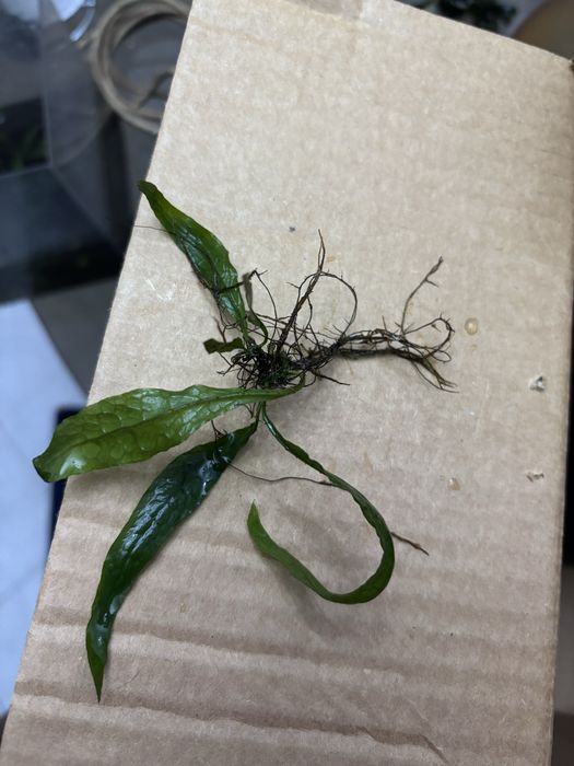 Plantas aquarios (anubias, bucephalandra, fetos java)