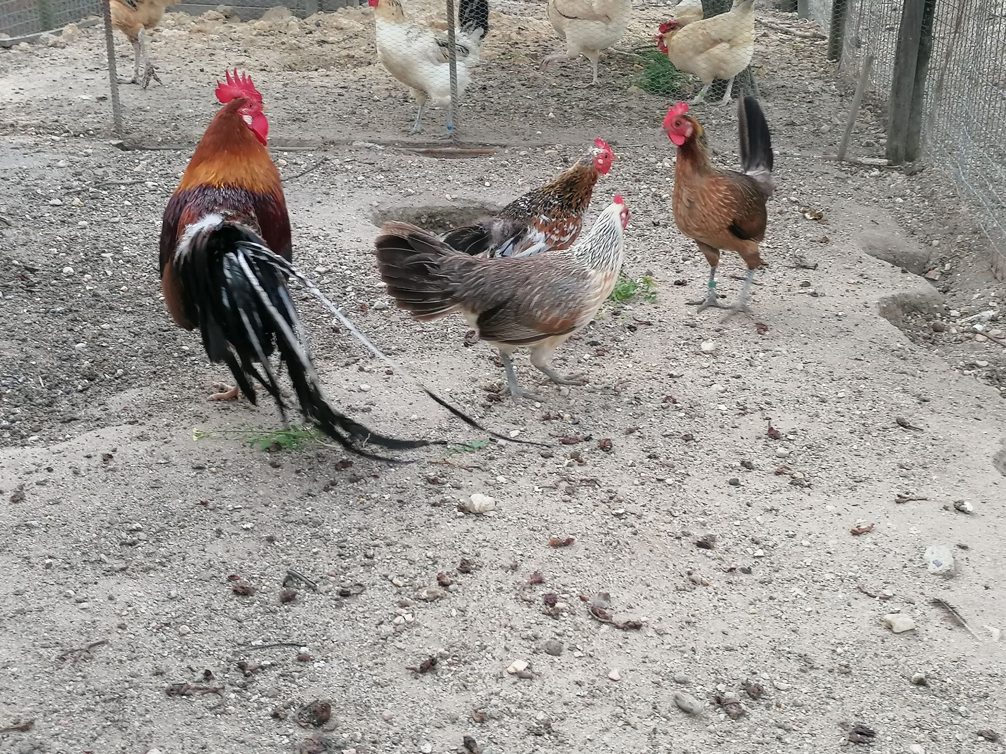 OVOS Ayam ketawa, Andaluza, Araucana, Maran, Paduana camurça