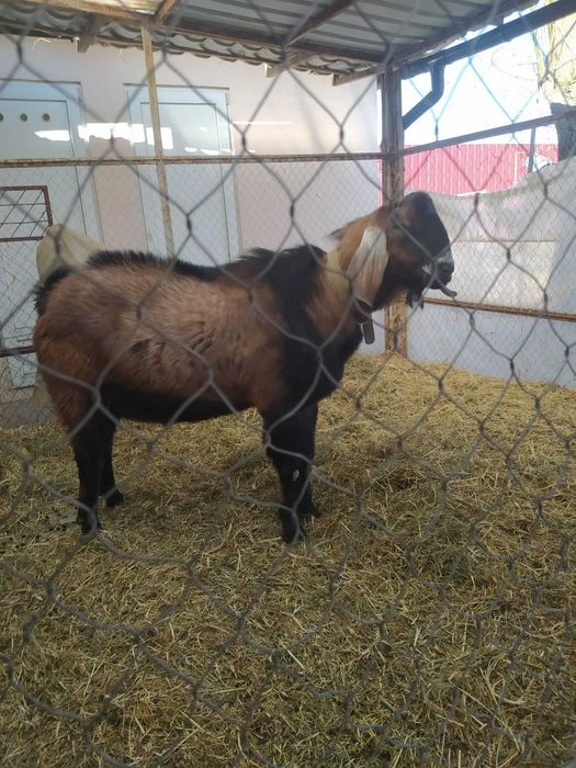 Козлики англонубійці