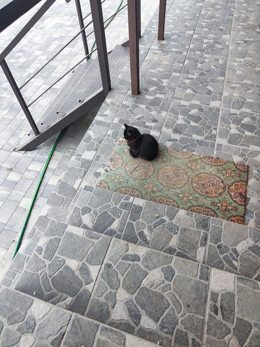 Отдам котят в хорошие руки.