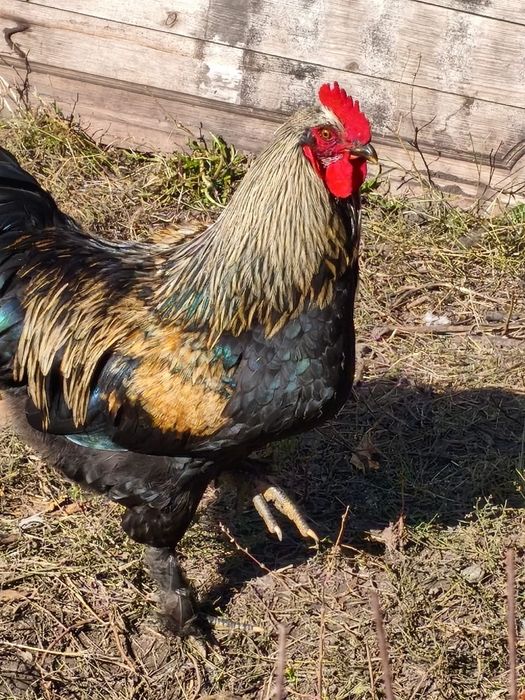 Дуже гарні  молоді  півні