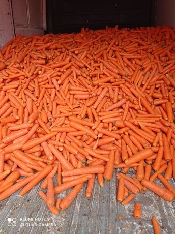 Marchew i ziemniaki paszowe dla zwierząt workowana darmowa dostawa
