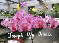 Фаленопсис Joy Spotted Butterfly stem prop, метелик