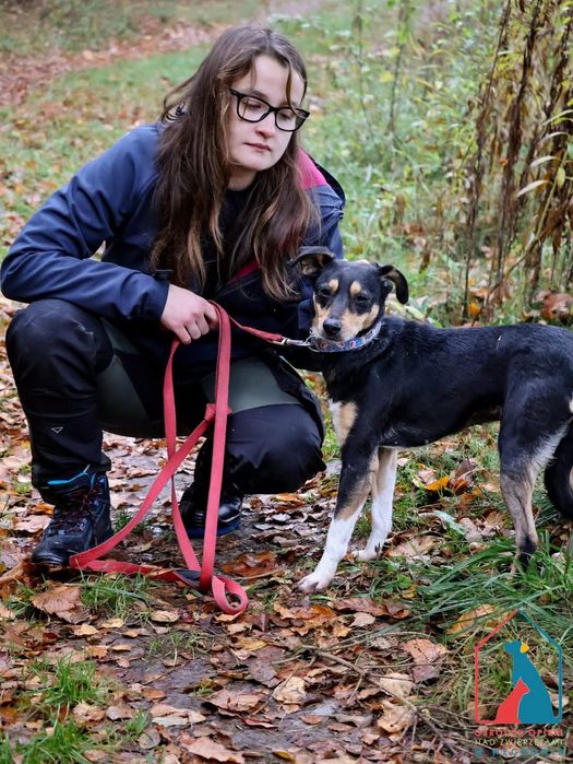 Nixi 19/25 - SZUKA DOMU!