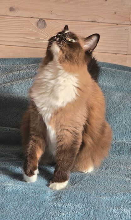Przepiękna koteczka Ragdoll