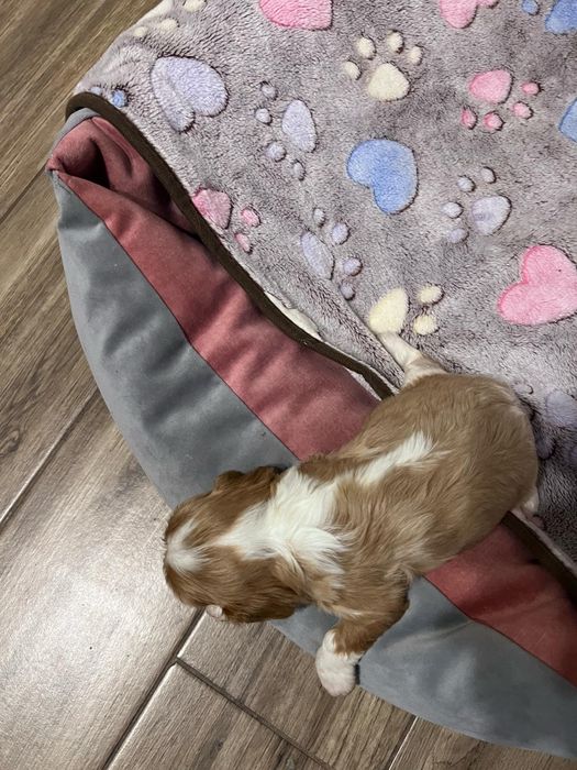 Cavalier King Charles Spaniel Zkwp FCIsuczka